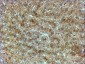 Goat Anti-SYVN1 Antibody (internal region)
